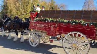 Budweiser Clydesdales Parade Through Annapolis Maryland [upl. by Aisyle]