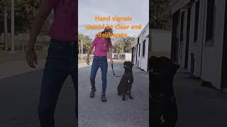 How to prepare for off leash training puppy pets dogs offleash dogtraining dogsport kennel [upl. by Carolee]