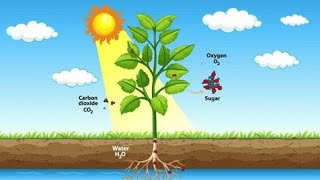 process of photosynthesis Biologyphotosynthesisbiology [upl. by Rebba]