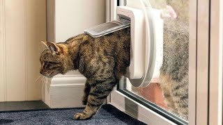 Best Cat Doors A Comprehensive Guide [upl. by Arno411]