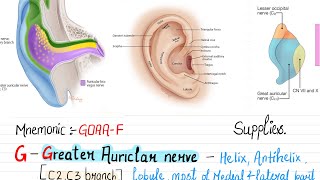 Nerve supply of external earpinnaear auricleMnemonicGOAAF neetpg fmge medico nerves [upl. by Aleehs]