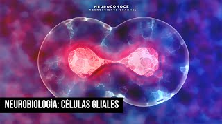 Células Gliales Descubre su papel esencial en la Neurobiología y su impacto en la salud cerebral [upl. by Nord807]