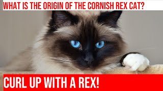 Meet the Elegant Cornish Rex Cat History Characteristics amp Care [upl. by Keily]