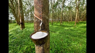 Rubber cultivation Hevea brasiliensis [upl. by Mcfarland]