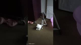 Persian little cat camera ki stick k sth lag k khud ko kharish kr raha [upl. by Nerreg]