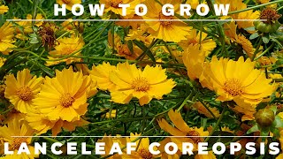 Coreopsis  Complete Grow and Care Guide [upl. by Hedvig897]