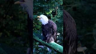 Bald Eagle vs Redtailed Hawk Vocalization HawkvsEagle vocalist animalfacts [upl. by Lutim733]