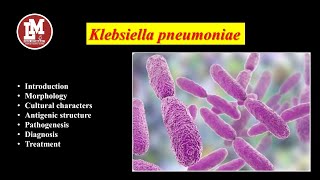 Klebsiella pneumoniae [upl. by Adlihtam]