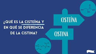 ¿Cuál es la diferencia entre cisteína y cistina Dr Gabriel Búrbano immunocal immunotec [upl. by Rosalba]