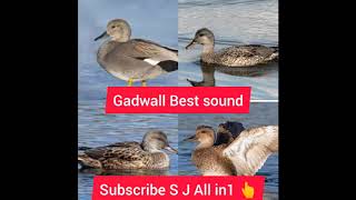 Gadwall Duck best call sound [upl. by Tuhn]