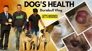 ।Red testicles in dogs । Tumor in dogs । Paws swelling । Water filled in ear। Durabull vlog । [upl. by Retsila]