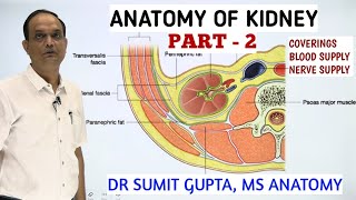 ANATOMY OF KIDNEY  COVERINGS BLOOD SUPPLY amp NERVE SUPPLY [upl. by Adnilahs763]