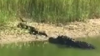 HD Gator Attacks Water Moccasin Alligator vs cottonmouth [upl. by Tiram]