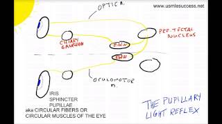 USMLE Tutorial  The Pupillary Light Reflex [upl. by Amer816]