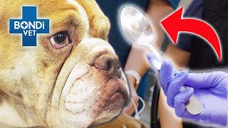 Huge Spoon STUCK Inside Bulldog 🥄  Bondi Vet Clips  Bondi Vet [upl. by Alletneuq]