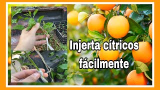 COMO INJERTAR CÍTRICOS injerta distintos frutos en una sola planta injerto frutales citricos [upl. by Orren135]