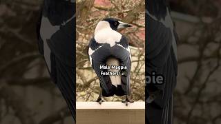 Stunning Male Magpie sound and Feathers  Birds aint real [upl. by Enila]