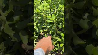 Talmadge Succulent Garden  Maintenance Tips succulents gardening cactus [upl. by Nelyag]