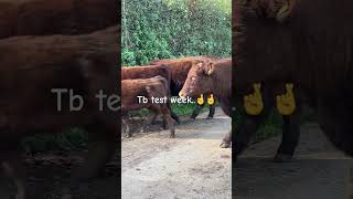 Tb testing Results Friday 🤞🤞tb cattle devoncattle farming farmlife [upl. by Nob]