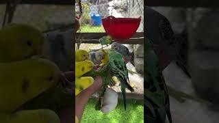 Snack Time with My Friendly Parrots parrot birds parrots viralshort short shorts viralvideo [upl. by Eelarol441]