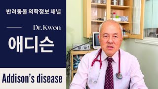 16  애디슨  Addison’s disease  LA Pet Care Dr Kwon반려동물 의학정보 채널 [upl. by Carmina]