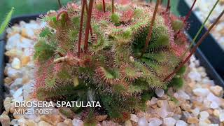 Drosera Spatulata Carnivorous Plant timelapse feeding [upl. by Gorga702]