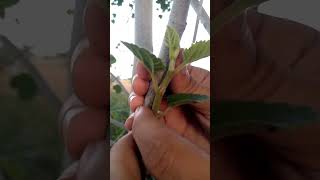 So easy grafting subscribe my YouTube channel [upl. by Barney589]