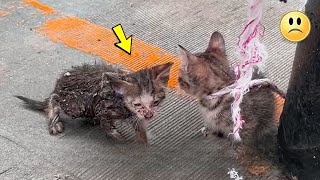 Eine arme obdachlose Katze kam um von einer Hauskatze um Nahrung zu bitten [upl. by Dranrev]