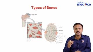 Anatomy  Histology of Bone [upl. by Yltneb]