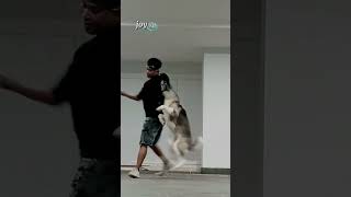 ‎pelatihanjingsolo doglover duniaanjingkita anjing duniaanjing anjingkesayangan anjingkita [upl. by Riegel220]