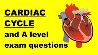 CARDIAC CYCLE and ELECTROCARDIOGRAM ECG TRACES [upl. by Rambert999]