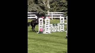 TB to showing at Spruce Meadows 🐴 [upl. by Esened]