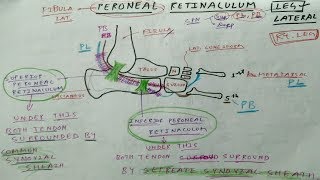 Peroneal Retinaculum  Superior and Inferior  Peroneus Longus Peroneus Brevis [upl. by Nivan865]