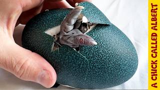 A Giant Eggs Bizarre Hatching [upl. by Acul]