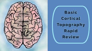 Cortical Topography Rapid Review [upl. by Erdda]