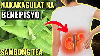 Sambong Tea Mga Nakakagulat na Benepisyo at Side Effects [upl. by Harobed]