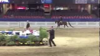 VA Travicello ARABIAN HUNTER PLEASURE FOR SALE Sichini Training [upl. by Glenden478]