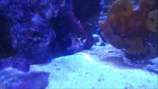 Frogfish Eating in slow motion [upl. by Prendergast]