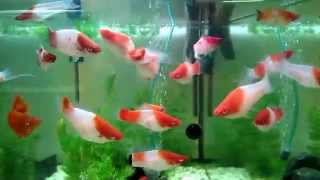 Xiphophorus helleri Koi Kohaku Меченосцы Кои Кохаку продаю в Питере [upl. by Enilegna304]