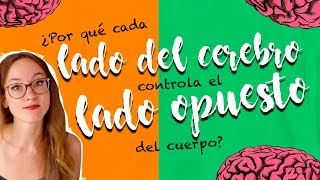 ¿POR QUÉ CADA LADO DEL CEREBRO CONTROLA AL OPUESTO DEL CUERPO [upl. by Nywnorb]