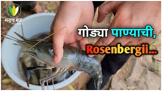 गोड्या पाण्यातील कोलंबी Fresh Water Giant Prawns sagunabaug giantprawn [upl. by Heida]