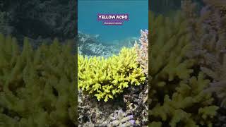 Bright Yellow Acropora tenuis growing in shallow water nature ocean acropora coral aquarium [upl. by Brita783]