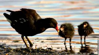 Moorhen  bird call [upl. by Aleuname]