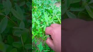 Methi ugane ka Sahi tarika plants gardening care tipsorganic vegetable [upl. by Eelrahs]