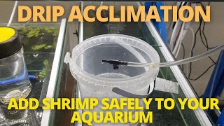 DRIP ACCLIMATE  ADD SHRIMP SAFELY TO YOUR AQUARIUM [upl. by Annawahs677]