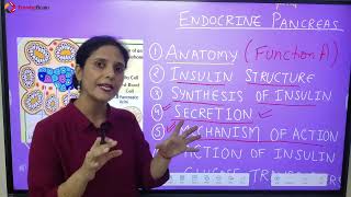 Anatomy and Physiology of Pancreas Hindi [upl. by Ethelstan]