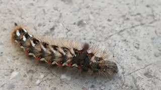 Brown tail moth caterpillars [upl. by Dud]