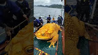 Giant Sea Monsters Caught by Fishermen 🐙🎣GiantSeaCreatures FishingDiscoveries OceanMysteries [upl. by Oneg742]