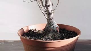 Bonsai acer buergerianum repotting [upl. by Jasmine]