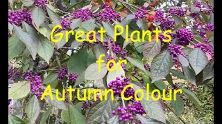 Great Plants for Autumn Colour [upl. by Arin]